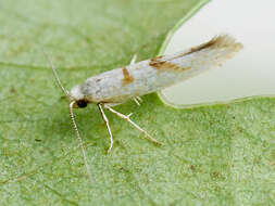 Image of Argyresthia submontana Frey 1870