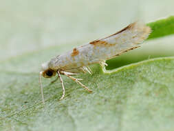 Image of Argyresthia submontana Frey 1870