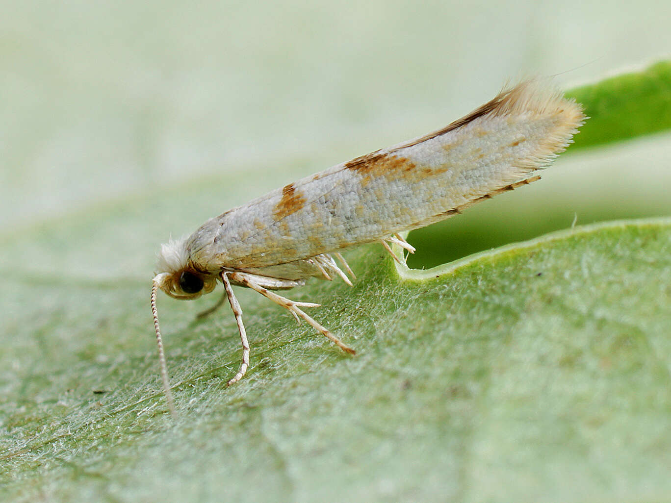 Image of Argyresthia submontana Frey 1870