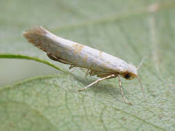 Image of Argyresthia submontana Frey 1870