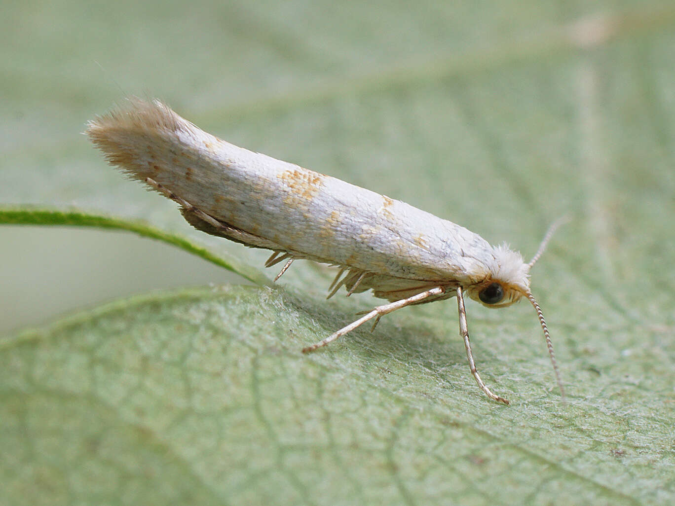 Image of Argyresthia submontana Frey 1870