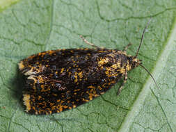 Image of Celypha siderana