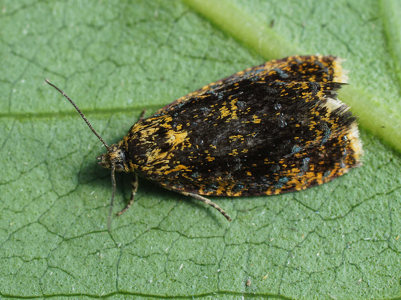 Image of Celypha siderana