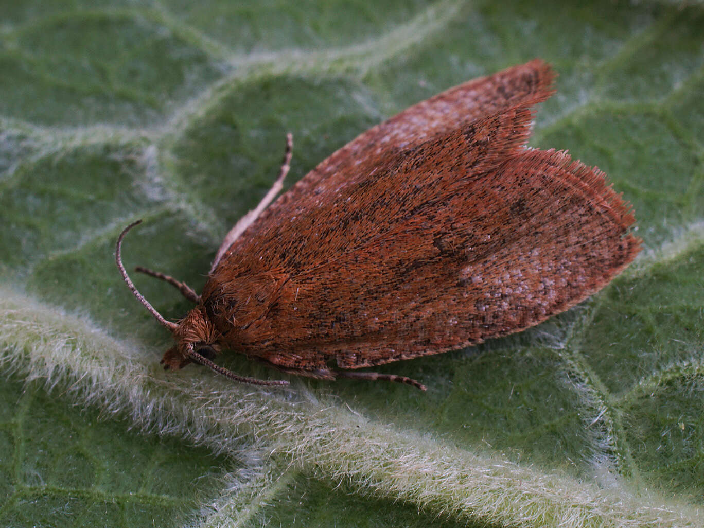 Image of Celypha rufana