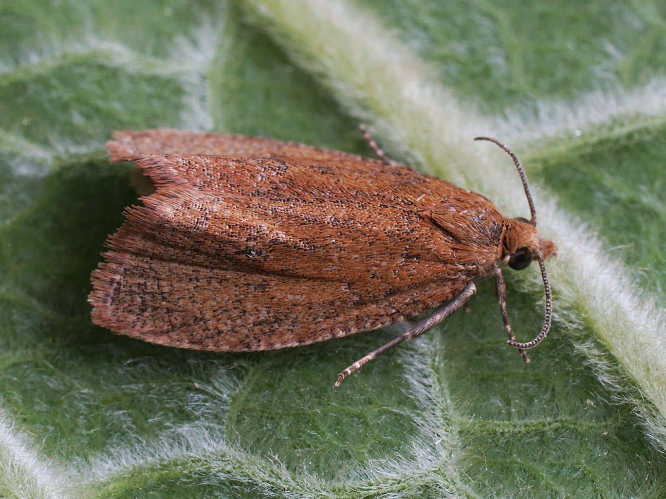 Image of Celypha rufana