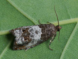 Image of Notocelia rosaecolana Doubleday 1835