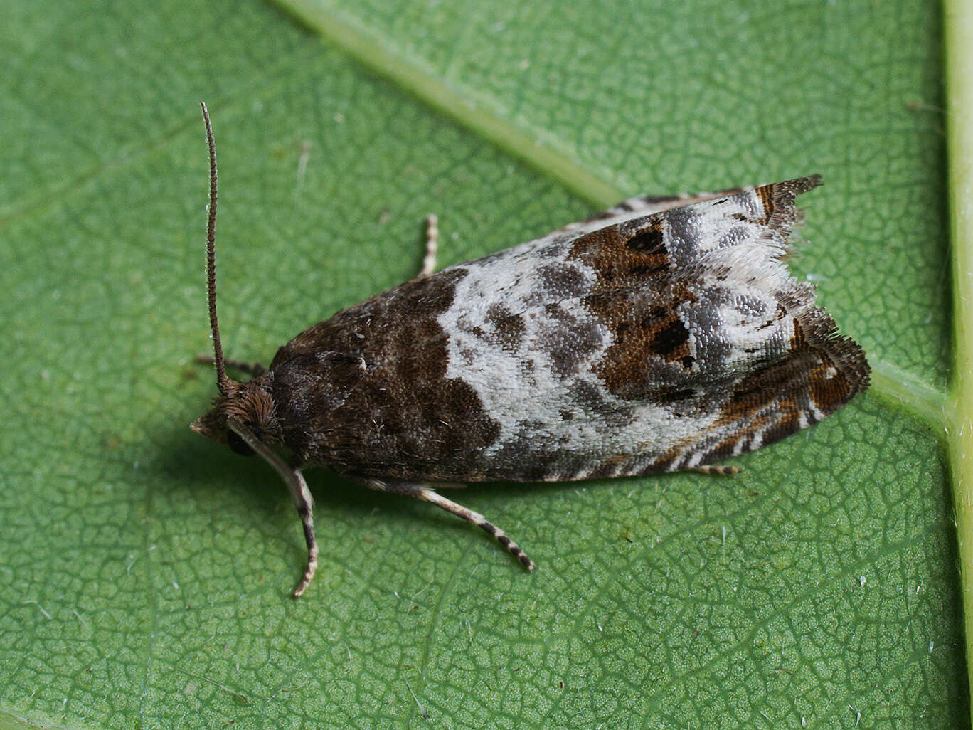 Image of Notocelia rosaecolana Doubleday 1835