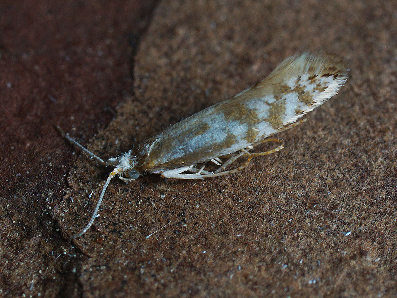 Image of Argyresthia abdominalis Zeller 1839