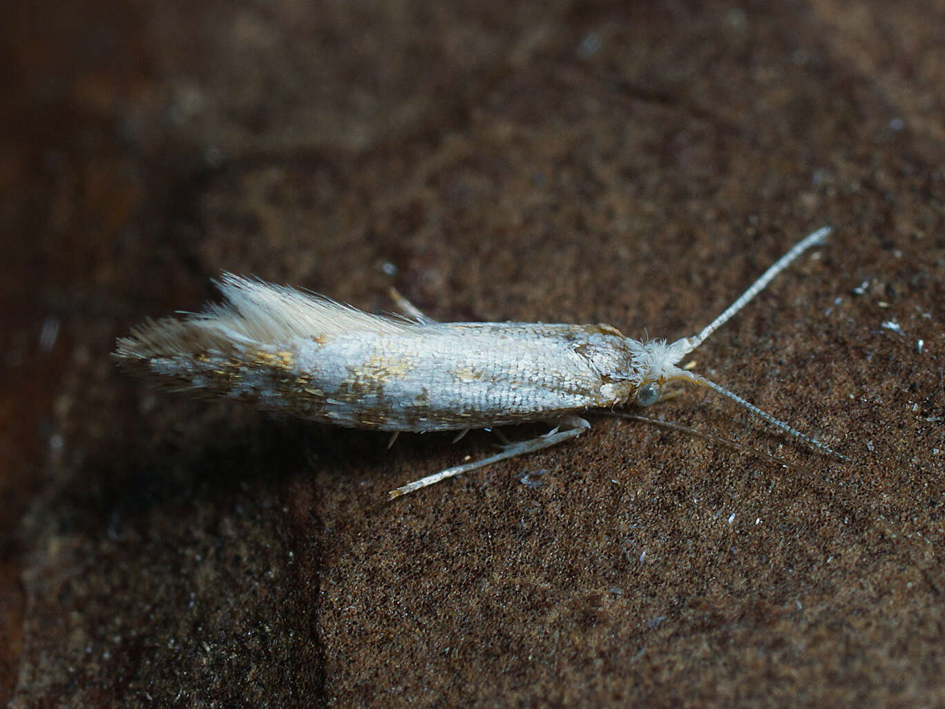 Image of Argyresthia abdominalis Zeller 1839