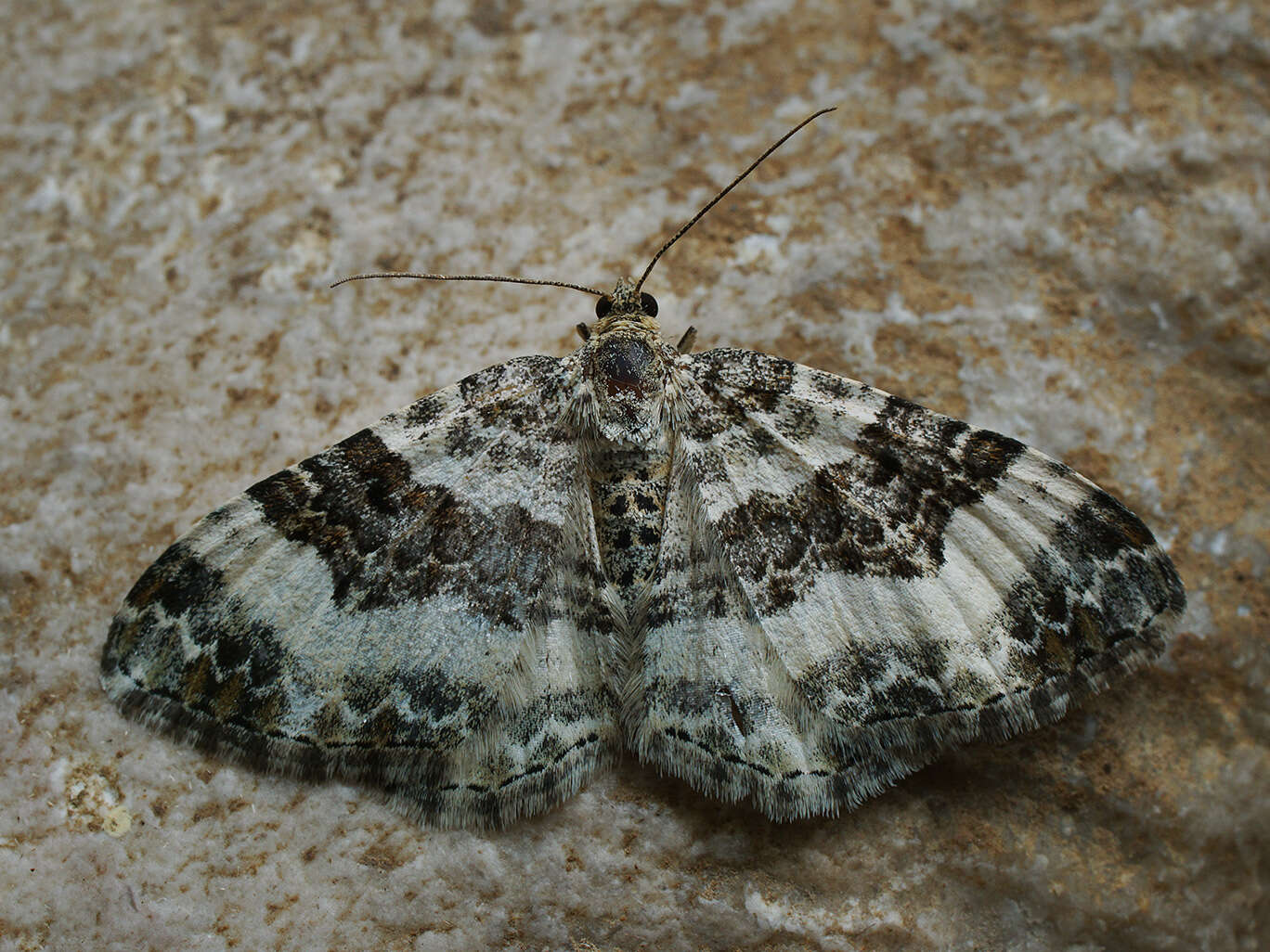 Image of wood carpet