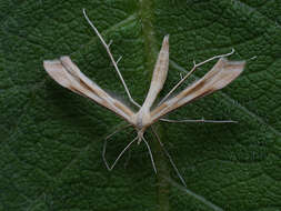 Image of Gillmeria pallidactyla (Haworth 1811)