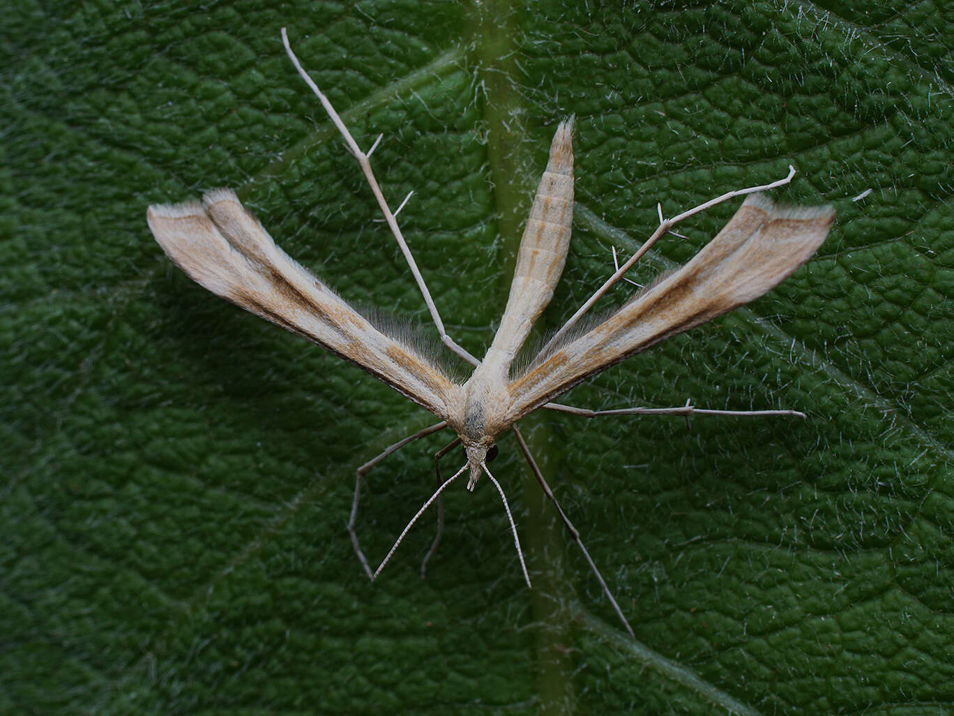 Image of Gillmeria pallidactyla (Haworth 1811)