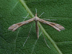 Image of Gillmeria pallidactyla (Haworth 1811)