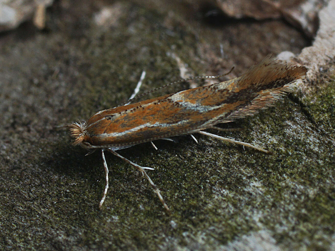 Image of Hawthorn Midget