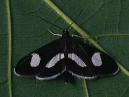 Image of Anania luctualis