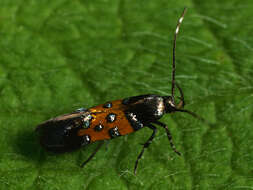 Image of Stagmatophora heydeniella Fischer von Röslerstamm 1842