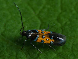 Image of Stagmatophora heydeniella Fischer von Röslerstamm 1842