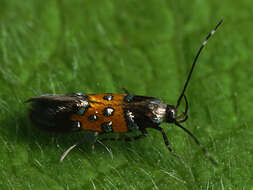 Image of Stagmatophora heydeniella Fischer von Röslerstamm 1842