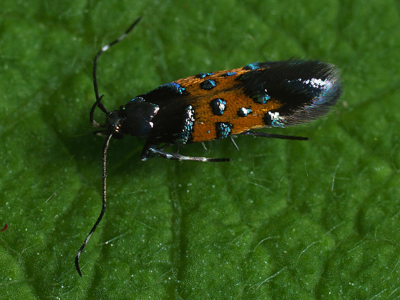 Image of Stagmatophora heydeniella Fischer von Röslerstamm 1842