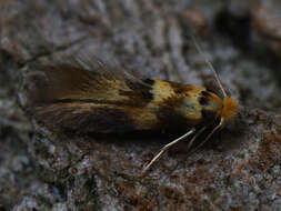 Image of lime bent-wing