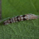 Image of Ypsolopha nemorella