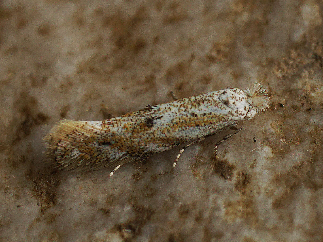 Image of Bucculatrix bechsteinella