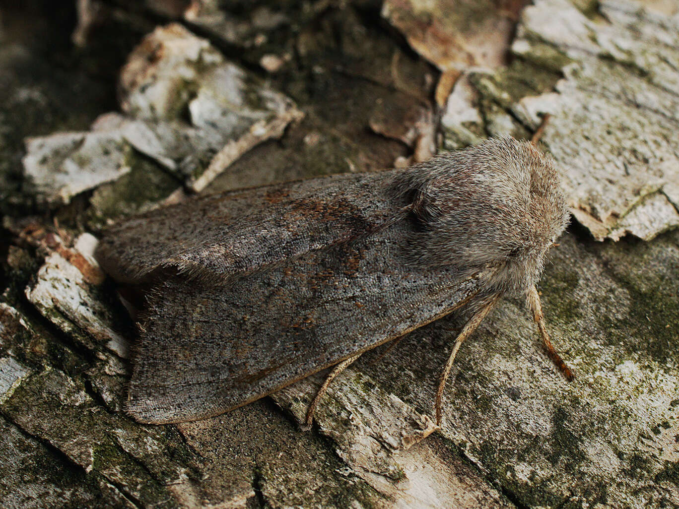 Слика од Orthosia opima Hübner 1827