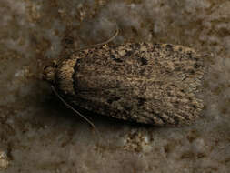 Image of Agonopterix curvipunctosa Haworth 1811