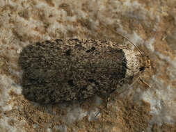 Image of Agonopterix curvipunctosa Haworth 1811