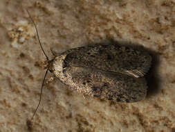 Image of Agonopterix curvipunctosa Haworth 1811