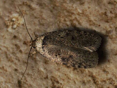 Image of Agonopterix curvipunctosa Haworth 1811