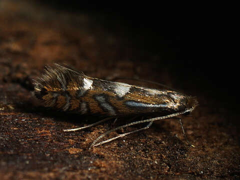 Image of Phyllonorycter strigulatella (Zeller 1846)