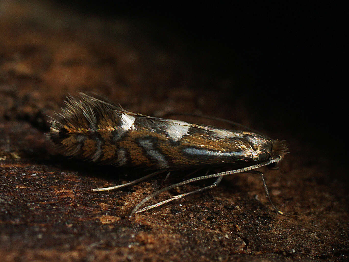 Imagem de Phyllonorycter strigulatella (Zeller 1846)