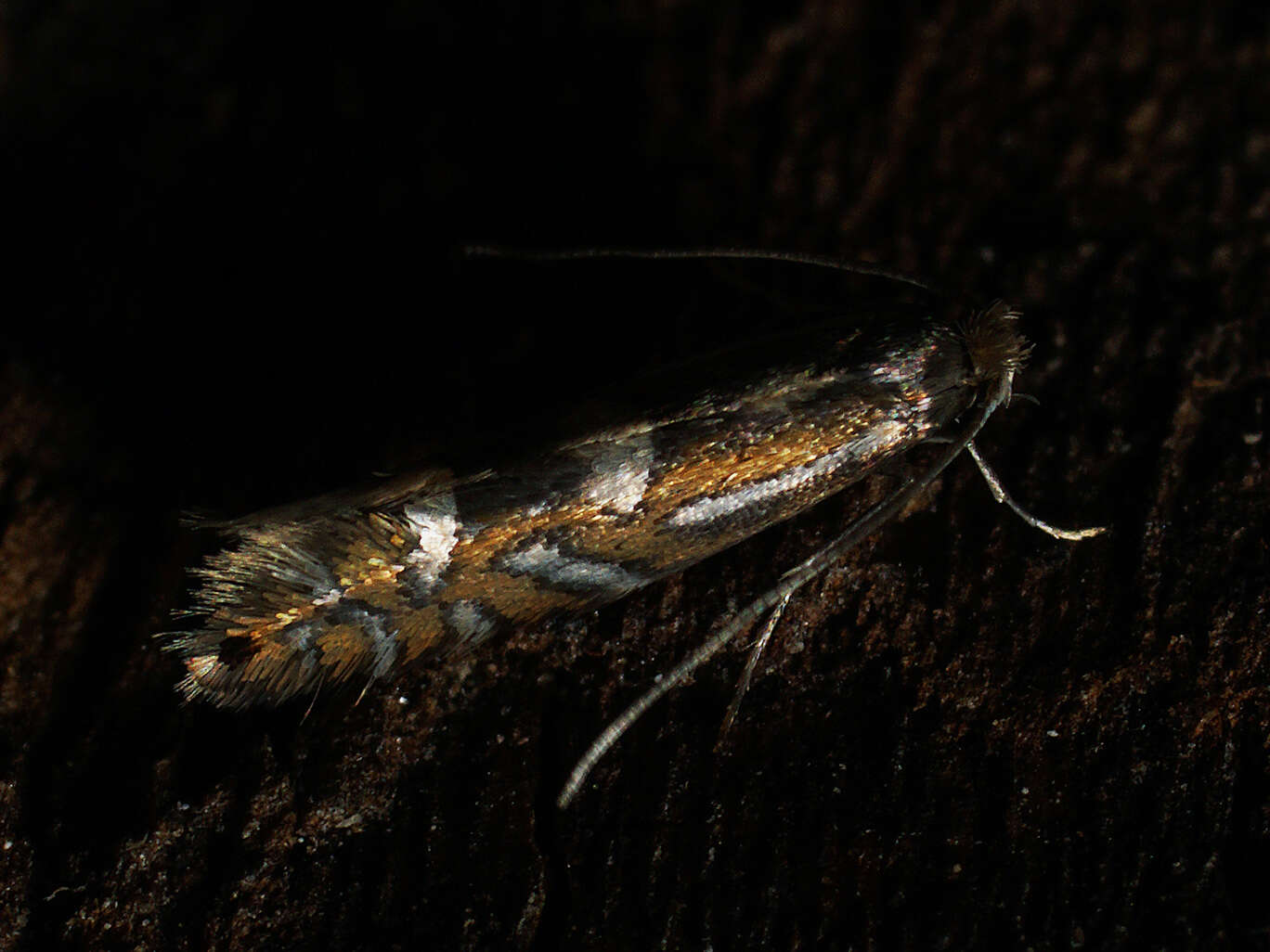 Imagem de Phyllonorycter strigulatella (Zeller 1846)