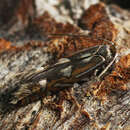 Image of Phyllonorycter strigulatella (Zeller 1846)