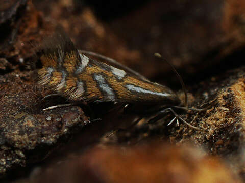 Image of Phyllonorycter strigulatella (Zeller 1846)