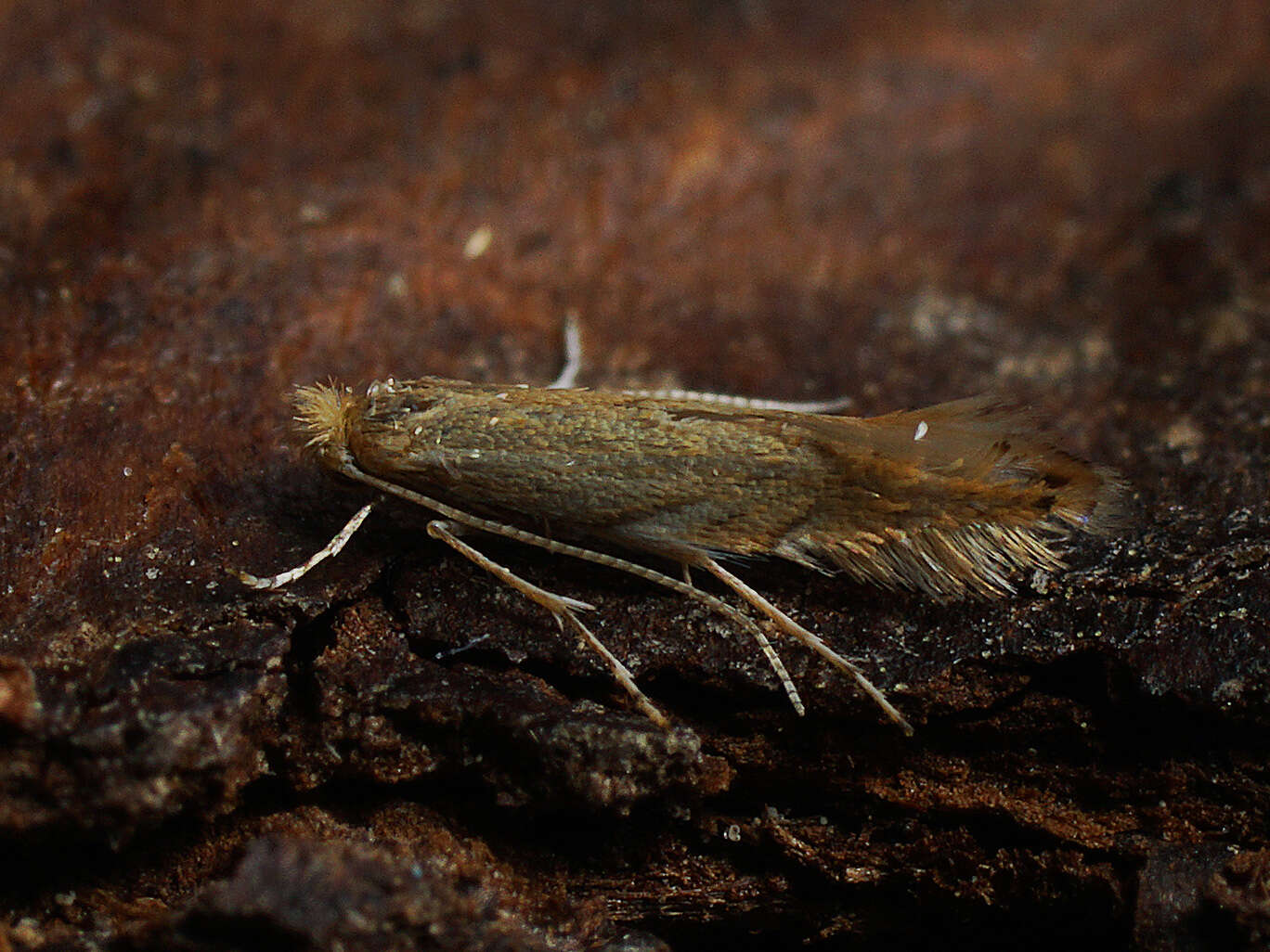 Phyllonorycter quercifoliella (Zeller 1839)的圖片