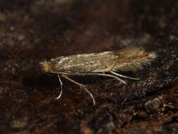 Phyllonorycter quercifoliella (Zeller 1839)的圖片