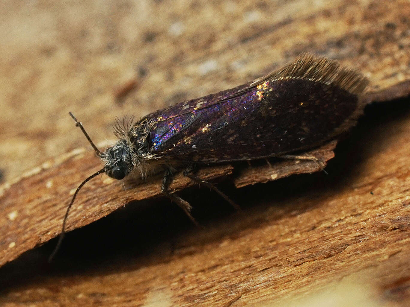 Image of Purplish Birch-miner Moth