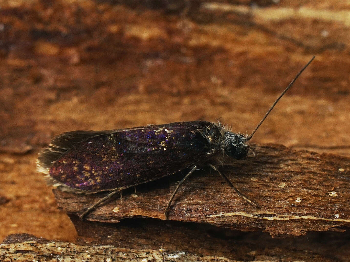 Image of Purplish Birch-miner Moth