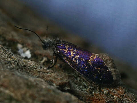 Image of Purplish Birch-miner Moth