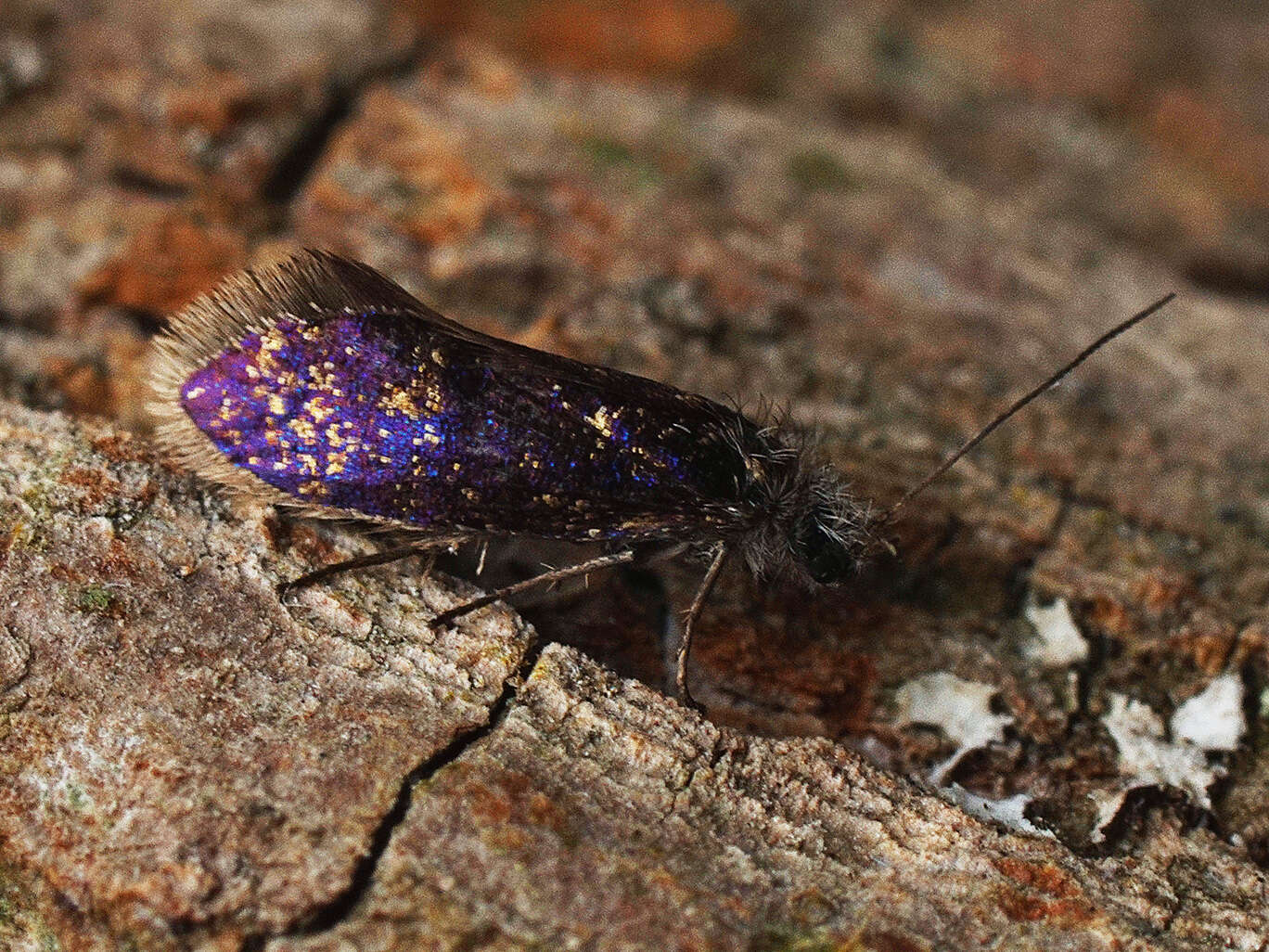 Image of Purplish Birch-miner Moth