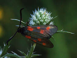 Plancia ëd Zygaena centaureae Fischer de Waldheim 1832