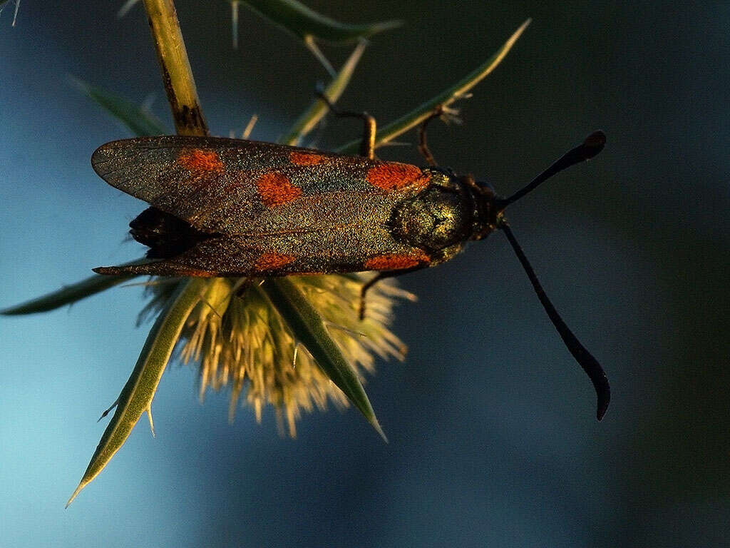 Plancia ëd Zygaena centaureae Fischer de Waldheim 1832