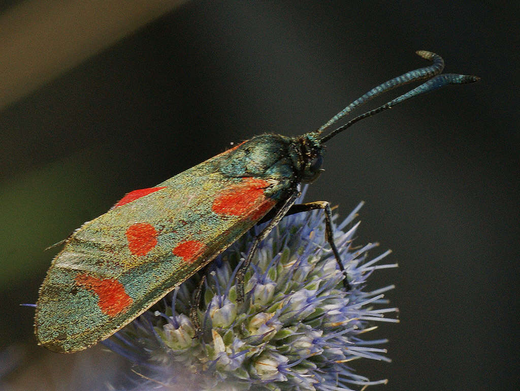 Image of Zygaena centaureae Fischer de Waldheim 1832