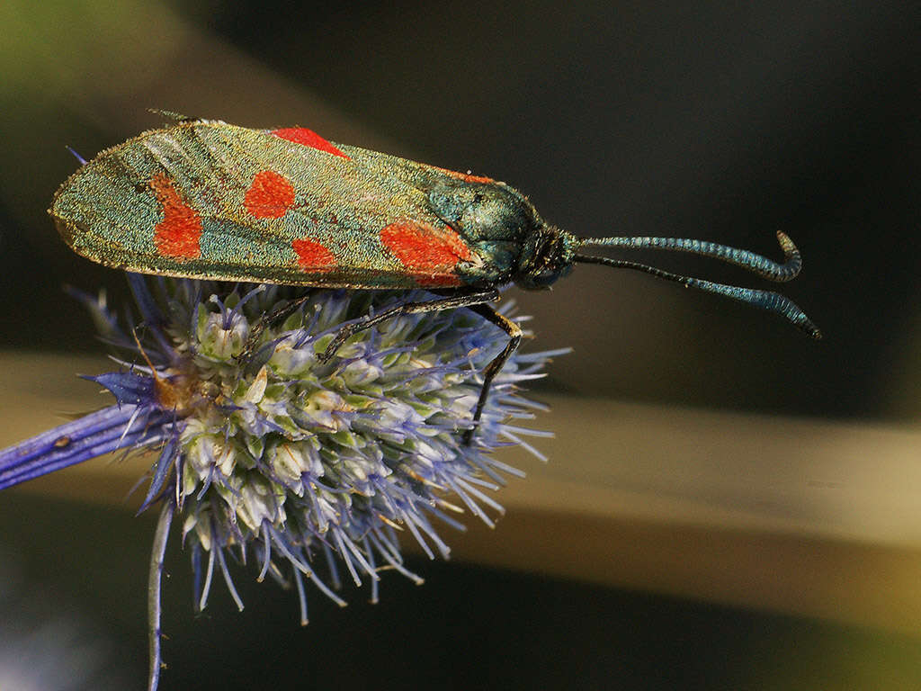 Plancia ëd Zygaena centaureae Fischer de Waldheim 1832