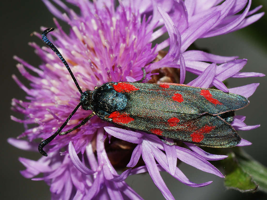 Plancia ëd Zygaena centaureae Fischer de Waldheim 1832