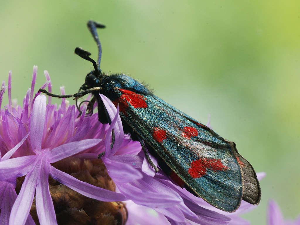 Image of Zygaena centaureae Fischer de Waldheim 1832