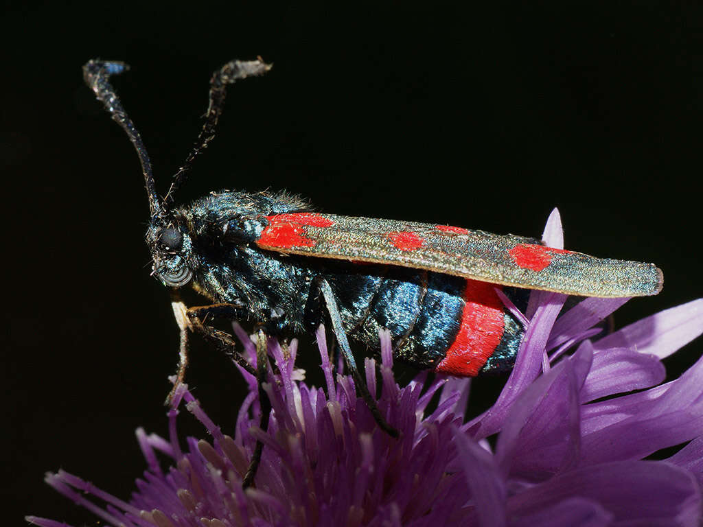 Plancia ëd Zygaena centaureae Fischer de Waldheim 1832