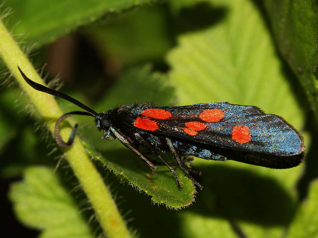 Image of Zygaena angelicae Ochsenheimer 1808